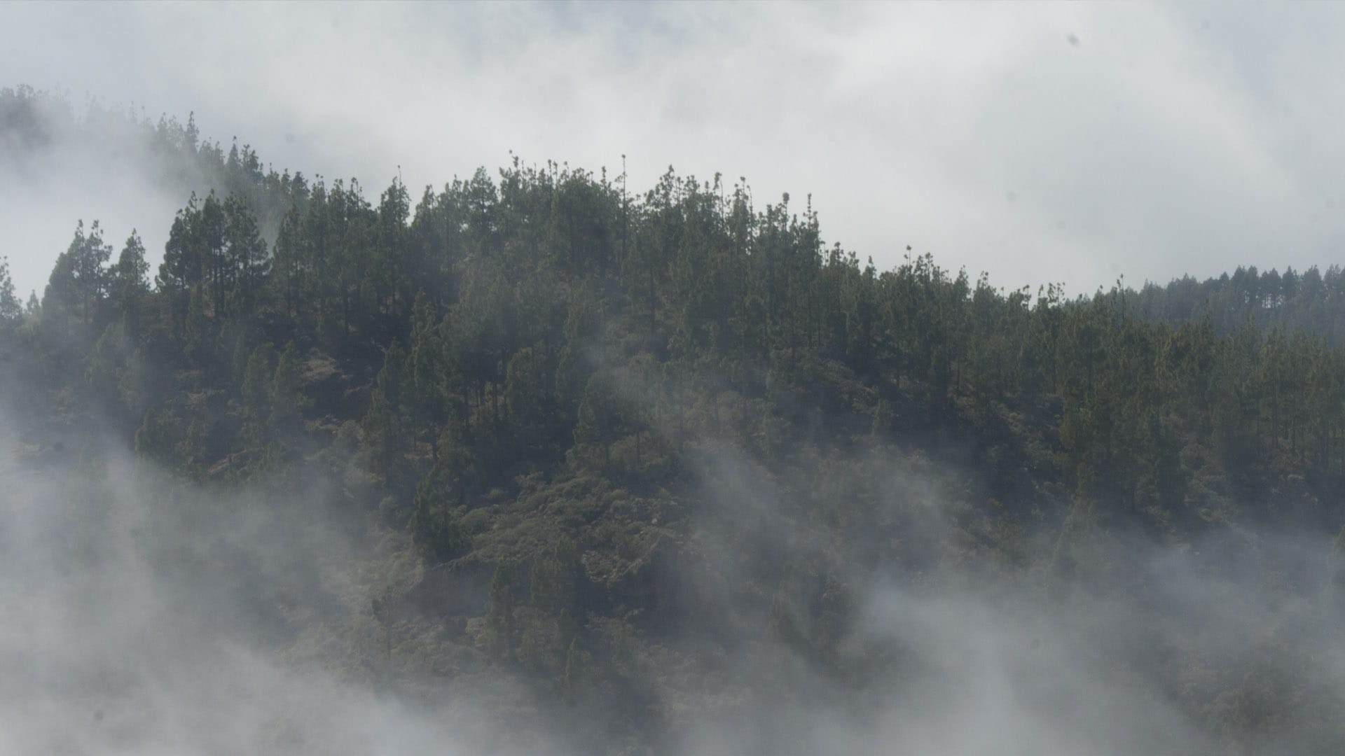 bosque de pinos en gran canaria