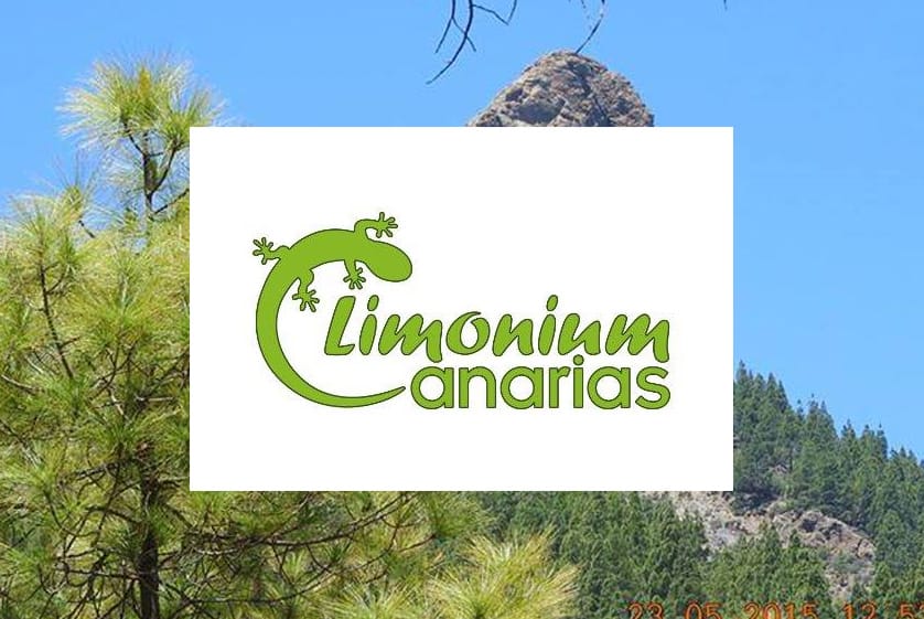Limonium Canarias