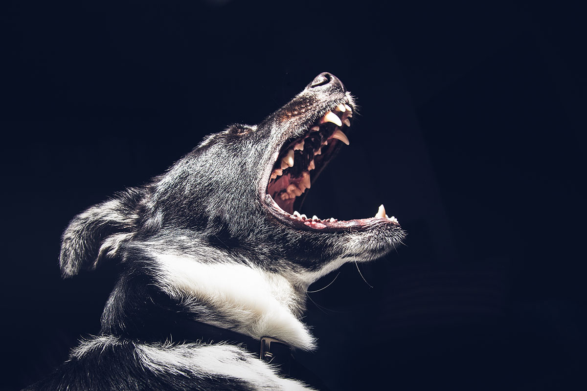 perro peligroso muerde a senderista