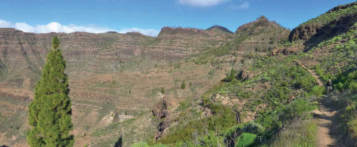 macrorruta tamaranae